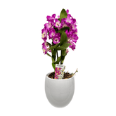 Orhidee Dendrobium